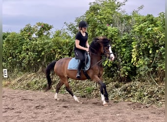 Welsh B, Sto, 11 år, 136 cm, Brun