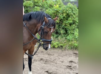 Welsh B, Sto, 11 år, 136 cm, Brun