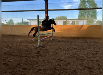 Welsh B, Sto, 11 år, 136 cm, Brun