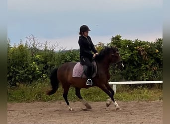 Welsh B, Sto, 11 år, 136 cm, Brun