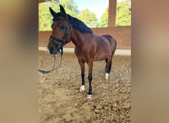 Welsh B, Sto, 14 år, 132 cm, Brun