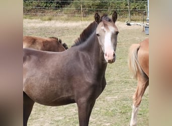 Welsh B, Sto, 1 år, 130 cm, Gulbrun