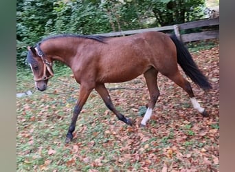 Welsh B, Sto, 1 år, 136 cm, Mörkbrun