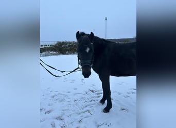 Welsh B, Sto, 4 år, 131 cm, Mörkbrun