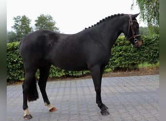 Welsh B, Sto, 4 år, 131 cm, Mörkbrun