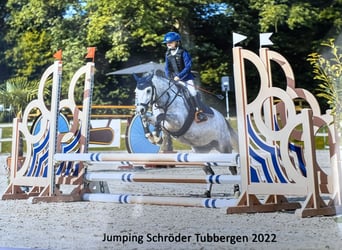 Welsh B, Sto, 5 år, 126 cm, Grå