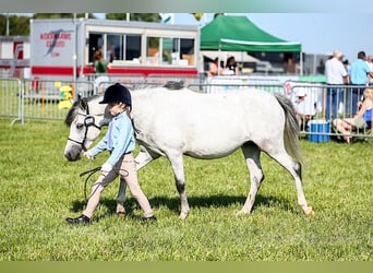 Welsh B, Sto, 5 år, 126 cm, Grå