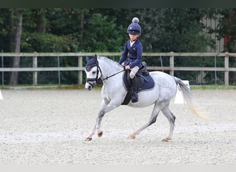Welsh B, Sto, 5 år, 126 cm, Grå