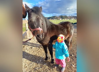 Welsh B Blandning, Sto, 8 år, 130 cm, Rökfärgad svart