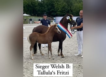 Welsh B, Sto, Föl (05/2023), fux