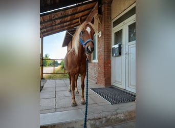 Welsh-B Mix, Stute, 10 Jahre, 125 cm, Fuchs