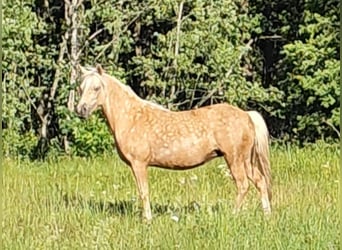 Welsh-B Mix, Stute, 10 Jahre, 125 cm, Palomino