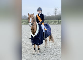 Welsh-B, Stute, 10 Jahre, 127 cm, Fuchs