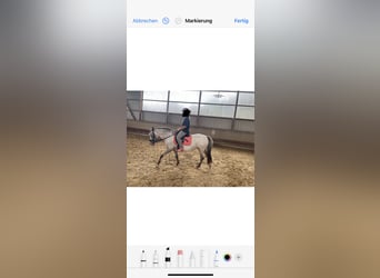 Welsh-B Mix, Stute, 10 Jahre, 130 cm, Apfelschimmel