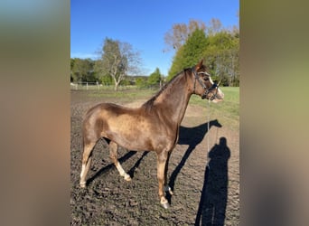 Welsh-B, Stute, 10 Jahre, 130 cm, Dunkelfuchs