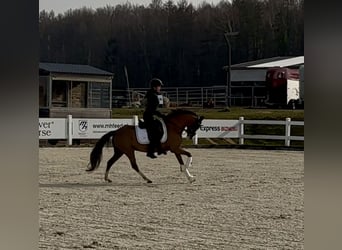 Welsh-B, Stute, 10 Jahre, 130 cm, Dunkelfuchs