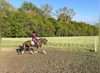Welsh-B, Stute, 10 Jahre, 130 cm, Dunkelfuchs