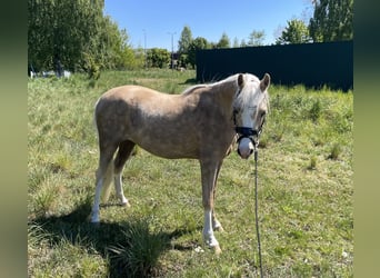 Welsh-B, Stute, 10 Jahre, 130 cm, Dunkelfuchs