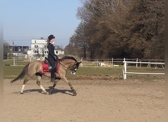 Welsh-B, Stute, 10 Jahre, 130 cm, Dunkelfuchs