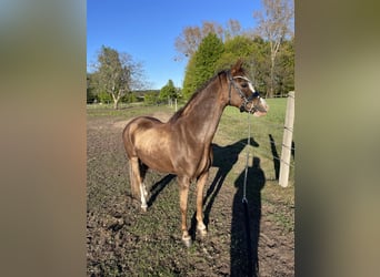 Welsh-B, Stute, 10 Jahre, 130 cm, Dunkelfuchs