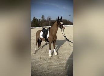 Welsh-B, Stute, 10 Jahre, 130 cm, Dunkelfuchs