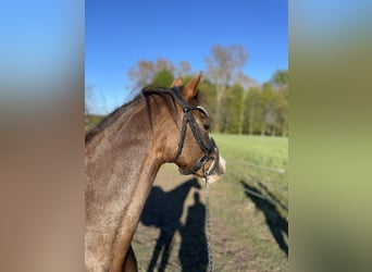 Welsh-B, Stute, 10 Jahre, 130 cm, Dunkelfuchs