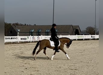 Welsh-B, Stute, 10 Jahre, 130 cm, Dunkelfuchs