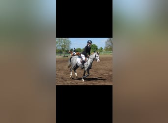 Welsh-B, Stute, 10 Jahre, 133 cm, Schimmel