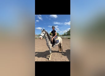 Welsh-B, Stute, 10 Jahre, 133 cm, Schimmel