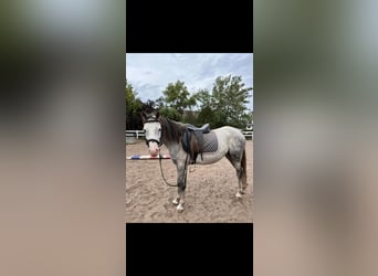 Welsh-B, Stute, 10 Jahre, 133 cm, Schimmel