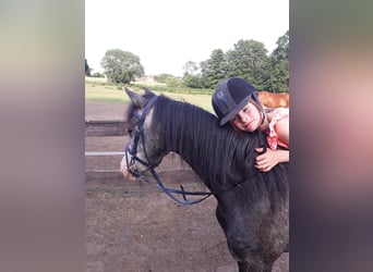 Welsh-B, Stute, 10 Jahre, 133 cm, Schimmel