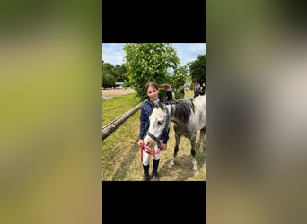 Welsh-B, Stute, 10 Jahre, 133 cm, Schimmel