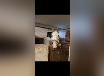 Welsh-B, Stute, 10 Jahre, 133 cm, Schimmel