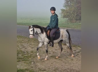 Welsh-B, Stute, 10 Jahre, 133 cm, Schimmel