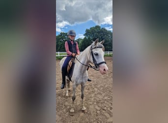 Welsh-B, Stute, 10 Jahre, 133 cm, Schimmel