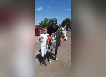 Welsh-B, Stute, 10 Jahre, 133 cm, Schimmel