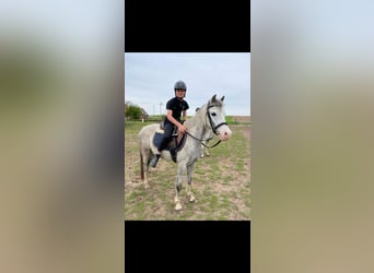 Welsh-B, Stute, 10 Jahre, 133 cm, Schimmel