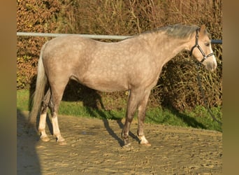 Welsh-B, Stute, 10 Jahre, 134 cm, Palomino