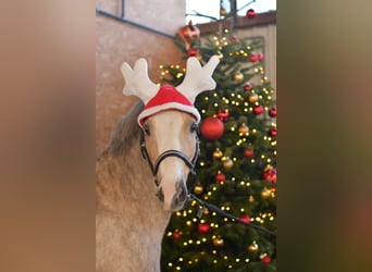 Welsh-B, Stute, 10 Jahre, 134 cm, Palomino