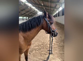 Welsh-B, Stute, 10 Jahre, 135 cm, Brauner