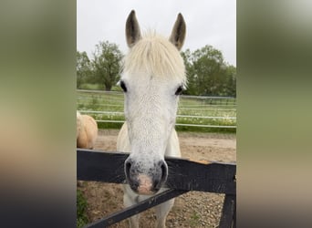 Welsh-B, Stute, 11 Jahre, 125 cm, Schimmel