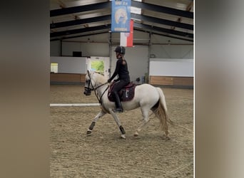 Welsh-B, Stute, 11 Jahre, 125 cm, Schimmel