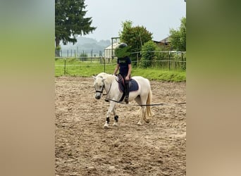 Welsh-B, Stute, 11 Jahre, 125 cm, Schimmel