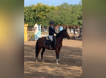 Welsh-B, Stute, 11 Jahre, 135 cm, Rotbrauner