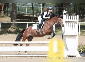 Welsh-B, Stute, 11 Jahre, 135 cm, Rotbrauner