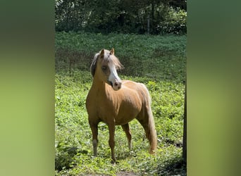 Welsh-B, Stute, 12 Jahre, 122 cm, Palomino