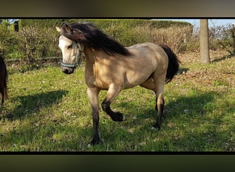 Welsh-B, Stute, 12 Jahre, 125 cm, Buckskin