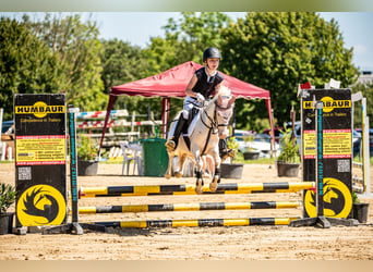 Welsh-B, Stute, 12 Jahre, 125 cm, Perlino