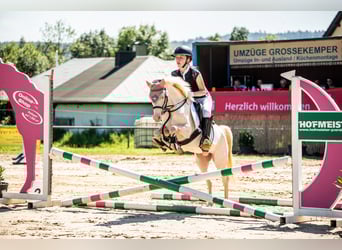 Welsh-B, Stute, 12 Jahre, 125 cm, Perlino
