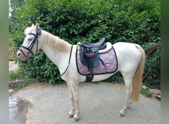 Welsh-B, Stute, 12 Jahre, 125 cm, Perlino